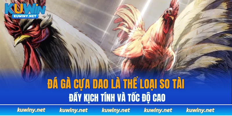 Đá gà cựa dao là thể loại so tài đầy kịch tính và tốc độ cao