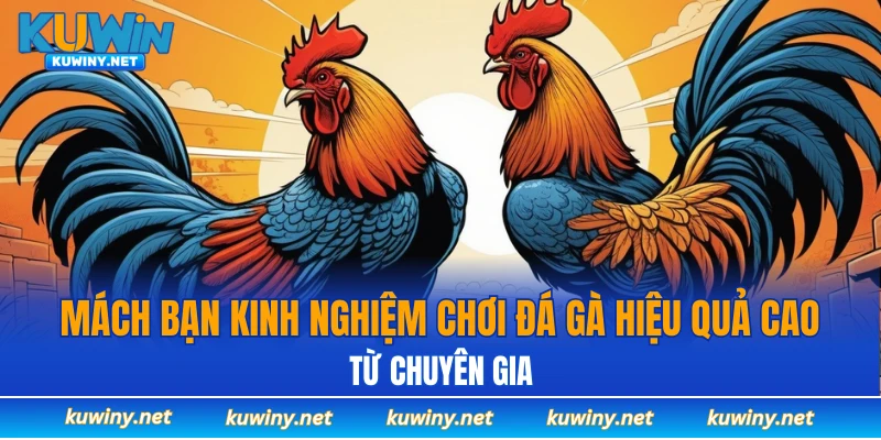 Mách bạn kinh nghiệm chơi đá gà hiệu quả cao